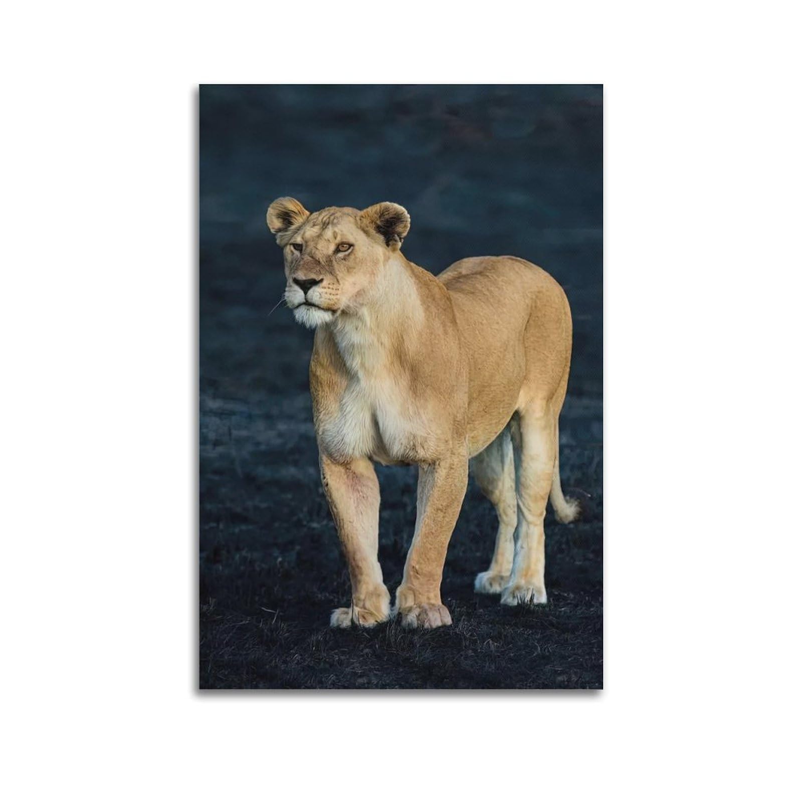 MJZLQN Animal Poster African Lioness Poster Decorative Painting Canvas Wall Posters And Art Picture Print Modern Family Bedroom Decor Posters 20x30inch(50x75cm)