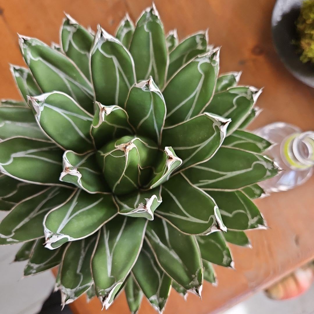 ⑦ アガベ 『笹の雪』 7号 特大 最高等級