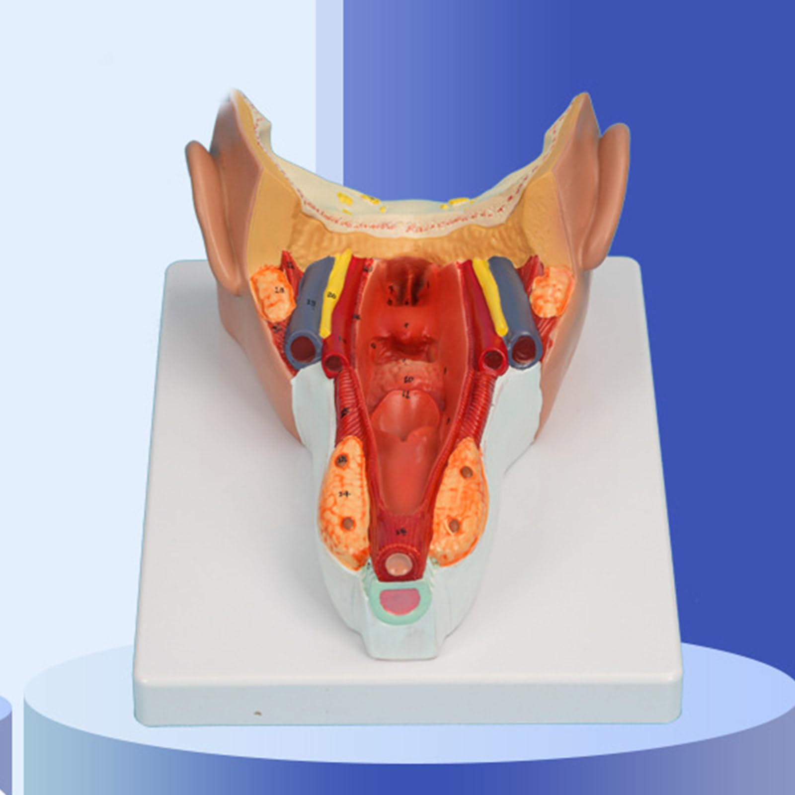 Anatomiczny model mięśni ściany gardła badania choroby wykład medyczny anatomia narządów człowieka model materiały dydaktyczne