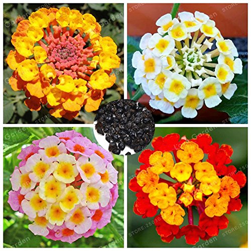 Creative Farmer Perennial Evergreen Flower Seeds Red Mixed Colour Flowered Sage Summer Flower Seeds Perennial Seeds Kitchen Garden Seeds Pack (B078R67CZ7) Amazon Price History, Amazon Price Tracker