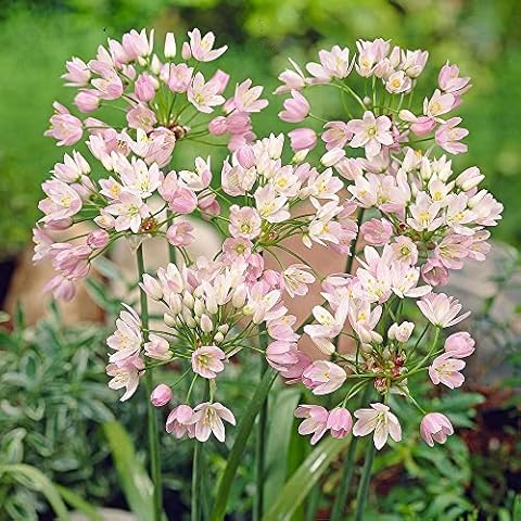 KUVIAS 15 x Allium Roseum Perennial Spring Flowering Bulbs - Blooming Rosy Flowered Outdoor Garlic - RHS Award Winner of Plant for Pollinators, Attracts Bees & Butterflies, Easy to Grow Flowers Cover