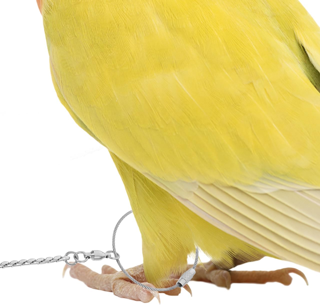 Hemobllo Stainless Steel Foot Chain Anklet for Birds - 304 Stainless Steel Thick Chain, 65 * 0.3 * 0.3cm, for Parrots, Golden Suns, Sparrows and Other Medium-Sized Birds