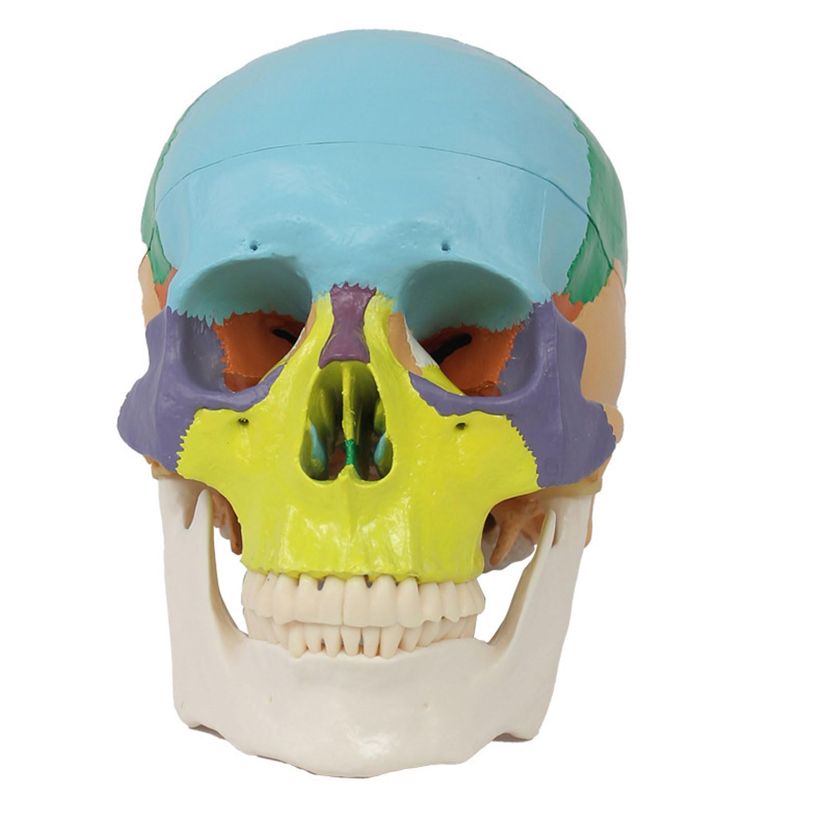 Modello anatomico del Cranio dell'adulto Umano di insegnamento Medico per la Pratica dello Studente del Dentista Che Studia Gli Strumenti di odontoiatria