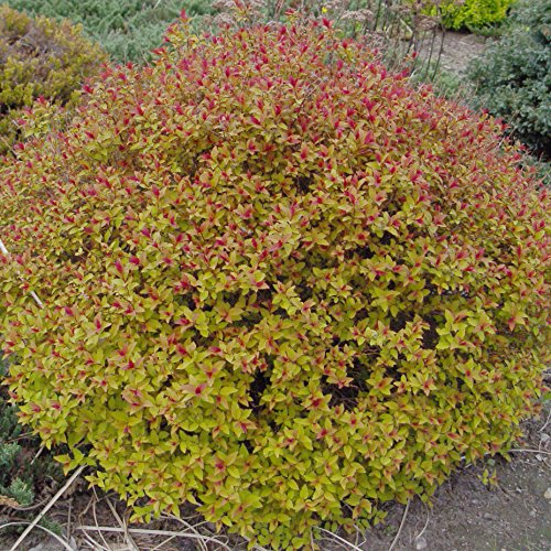 Spiraea Jap. 'Magic Carpet' (Spirea) Shrub, #3 - Size Container #TOP3