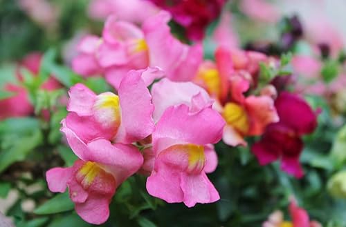 Miniatura 6 de Seeds4planting - Seeds Snapdragon Tall Pink