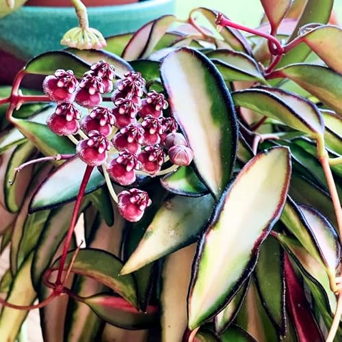Hoya Wayetii Variegated Live Plant, Hoya Plant For Indoor Planting 2 Inc Pot #TOP2