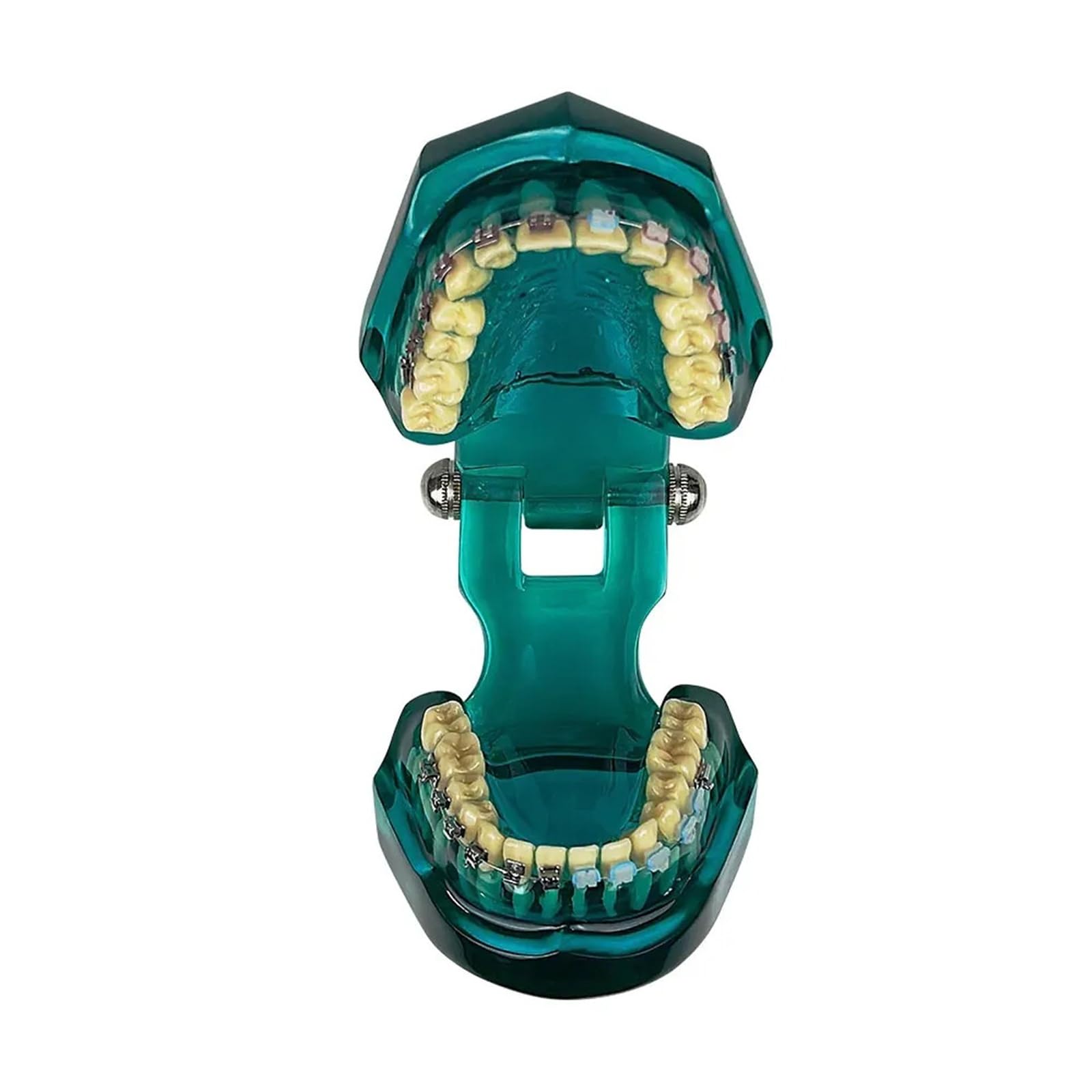 Modello ortodontico per la comunicazione del paziente, trattamento odontoiatrico demo con staffe metalliche autoliganti, ideale per cliniche e scopi educativi