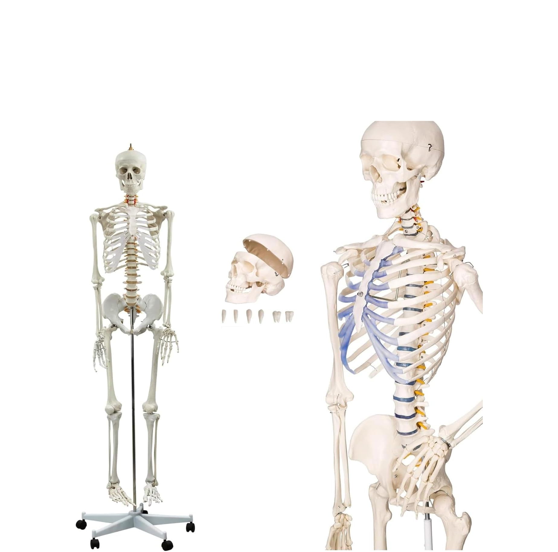 Model szkieletu ludzkiego naturalnej wielkości o długości 180 cm – szkielet anatomiczny składający się z 206 kości
