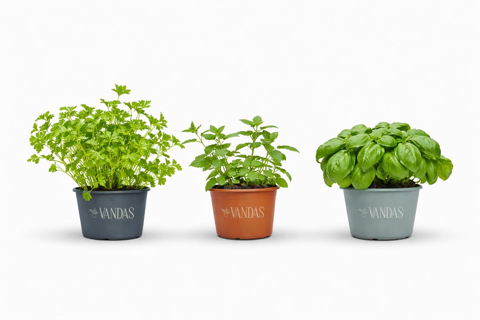 Vandas Set 3 Varietà Piante Aromatiche in Vaso 14 cm Basilico Menta Prezzemolo per Cucina Balcone e Giardino Made in Italy