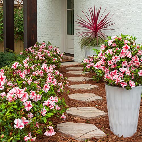 Encore Azalea Autumn Starburst (1 Gallon) Multi-Color Flowering Shrub - Full Sun Live Outdoor Plant