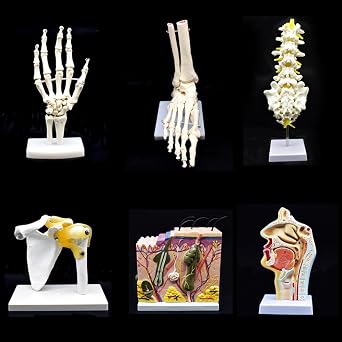 Human Hand Skeleton Model on Base, Hand Bone,Life Size, Articulated