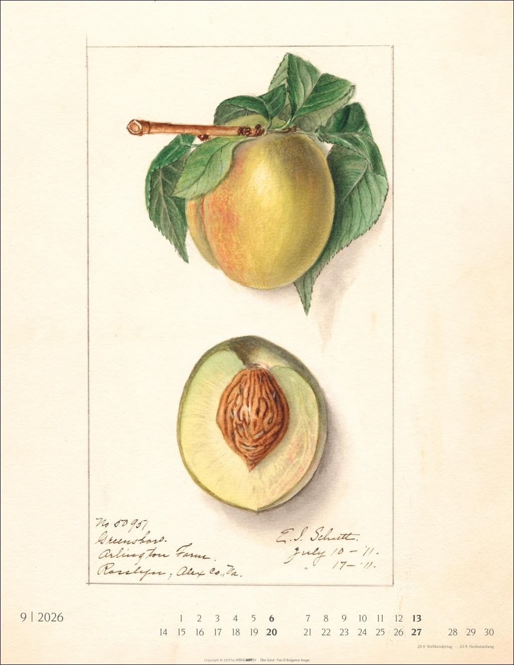 Alte Sorten Kalender 2026: Dekorativer Wandkalender mit historischen Zeichnungen. Die Klassiker im Obstgarten in Szene gesetzt: Natur- und Food-Kalender im Format 34 x 44 cm