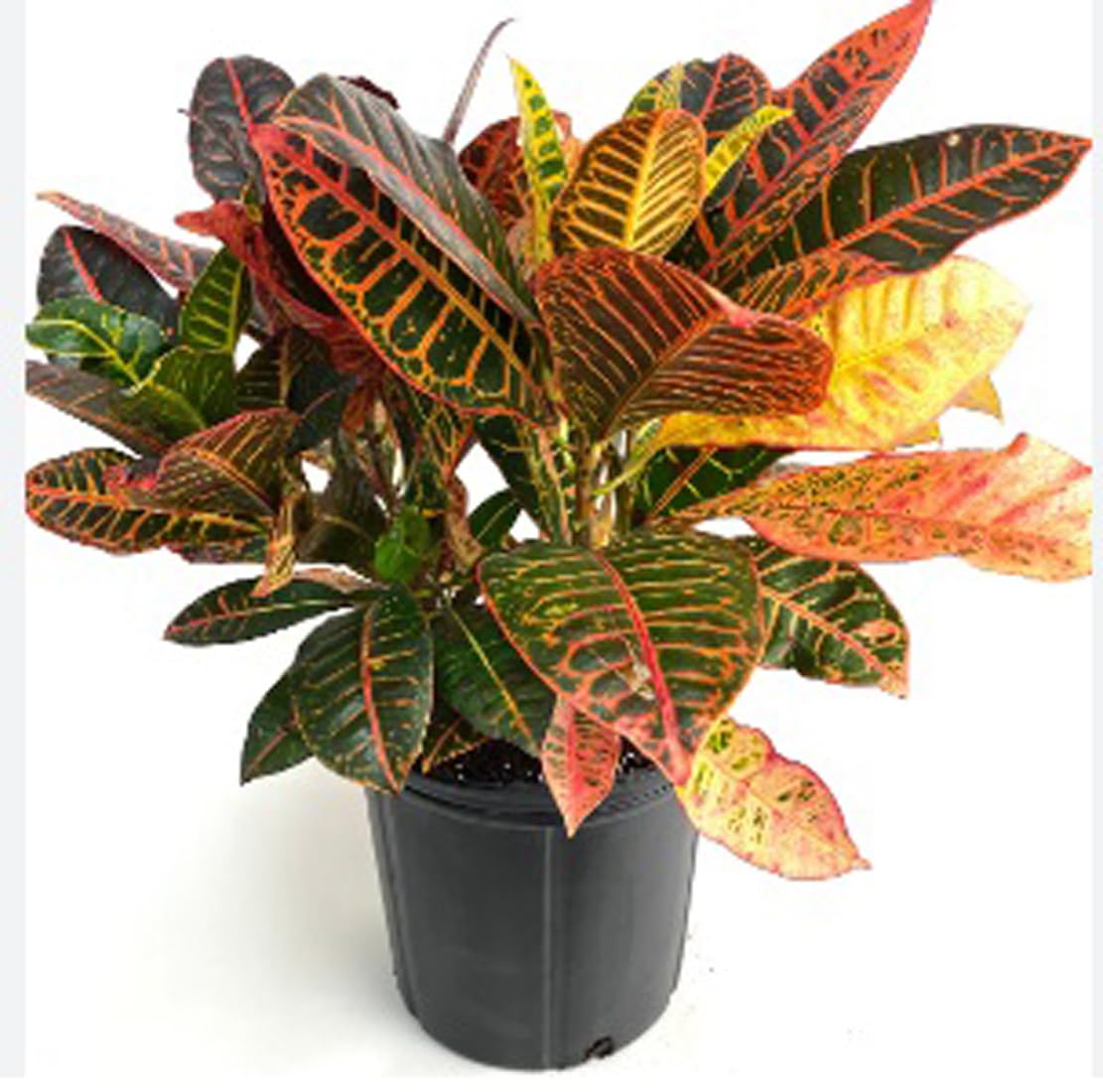 See full amazon price history chart for Green view"Variegated Croton Decorative Plant " hybrid - 1 Healthy Live Easy to Grow Real Indoor Plant for Home, Living Room Office, 1.5-2 Ft Height in Nursery Grow Bag for Home Garden Green view"Variegated Croton Decorative Plant " hybrid - 1 Healthy Live Easy to Grow Real Indoor Plant for Home, Living Room Office, 1.5-2 Ft Height in Nursery Grow Bag for Home Garden (B0BZLBHRMZ) Amazon Price History, Amazon Price Tracker