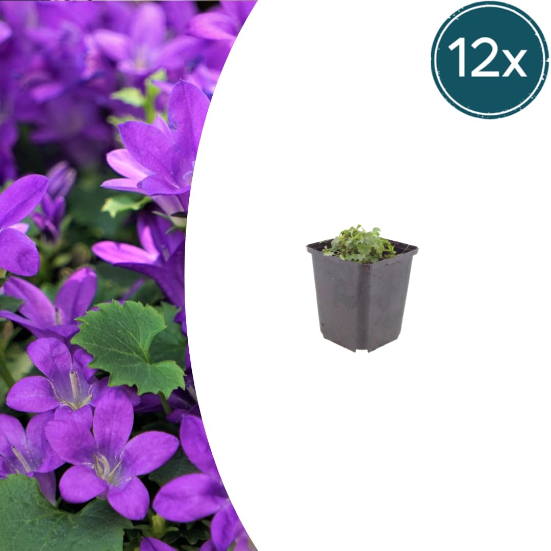 Campanula Portenschlagiana con Vaso, per Aiuole, Viola, Set da 12, 9cm