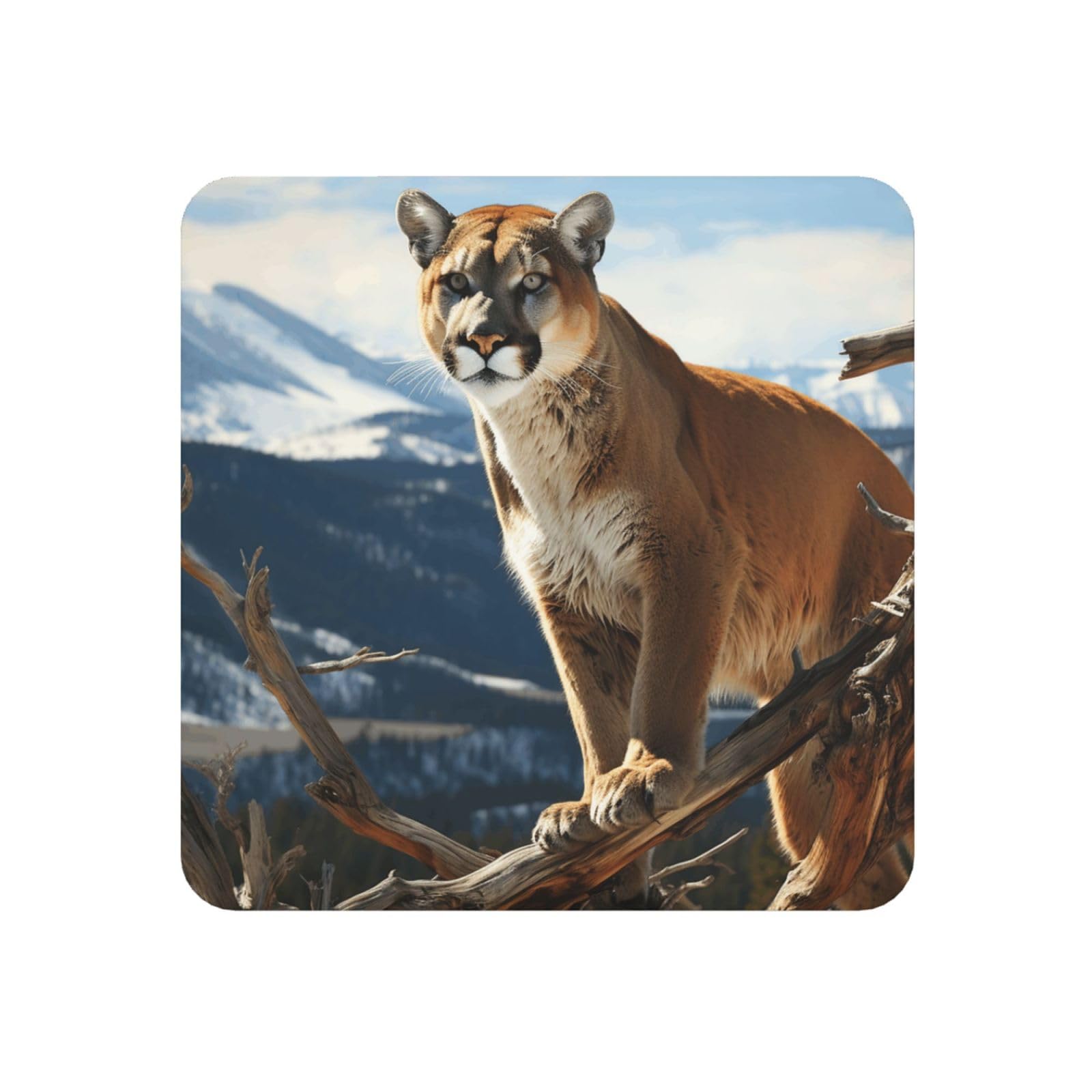 Fodpand Square Panther Mountain Lion Fridge Magnets, Strong Small Refrigerator Magnets Decorative Magnets For Kitchen Fridge Office Locker - Funny Magnetic Stickers Birthday Gifts