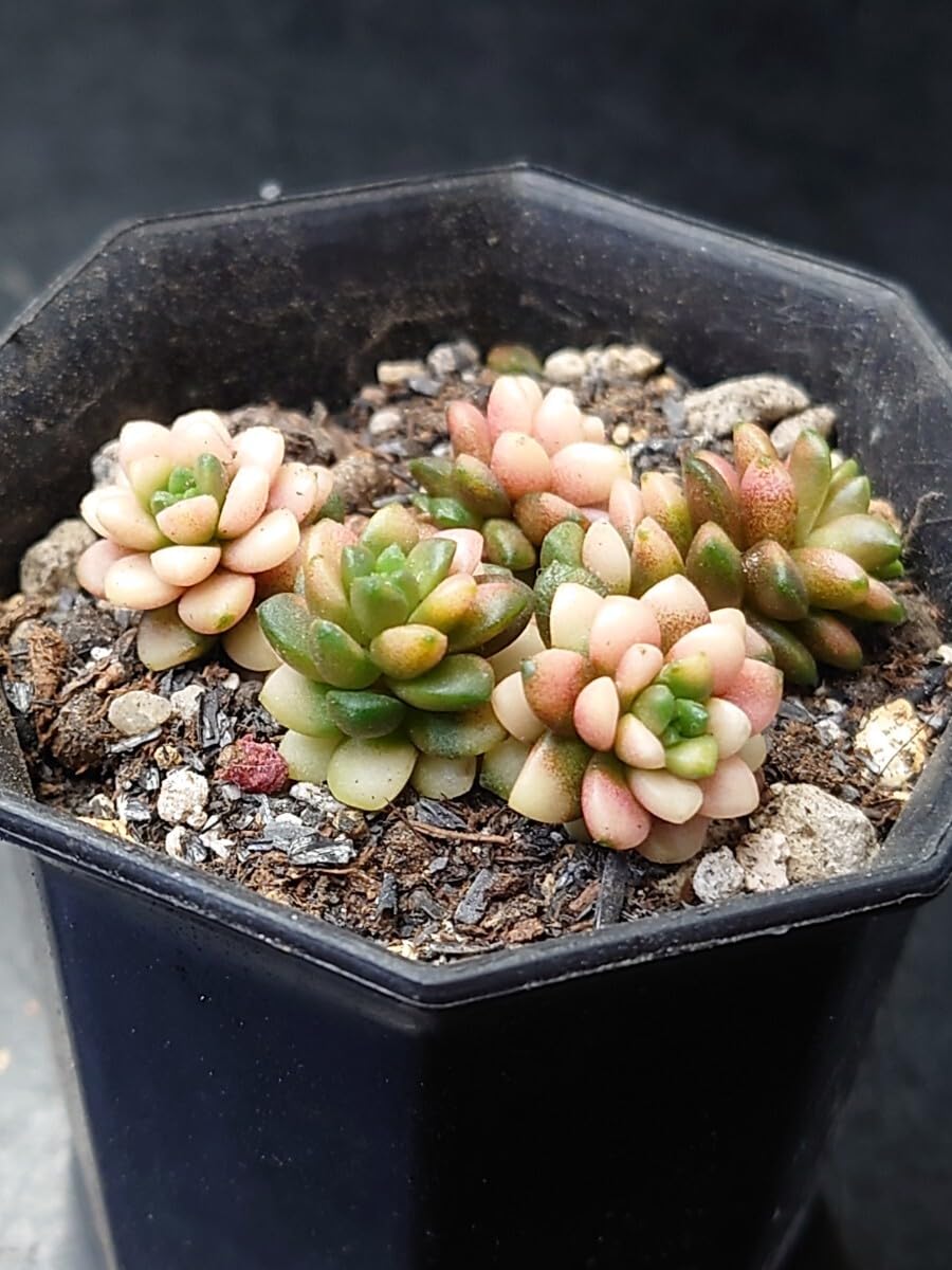 Amazon.co.jp: 多肉植物 韓国苗 リトルジェム錦 : おもちゃ