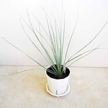 Amazon.co.jp: ITANSE ダシリリオン ウィーレリ 6号 1個売り Amazon.co.jp: ITANSE ダシリリオン ウィーレリ 6号 1個売り