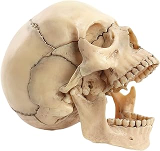 Skeleton Models Human Skull Abnormalizable Anatomical Skull Model in 15 Parts Medical Model Teaching Tool Modeling Skull