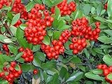 50 SCARLET FIRETHORN Pyracantha Coccinea Flower Shrub Bush Seeds