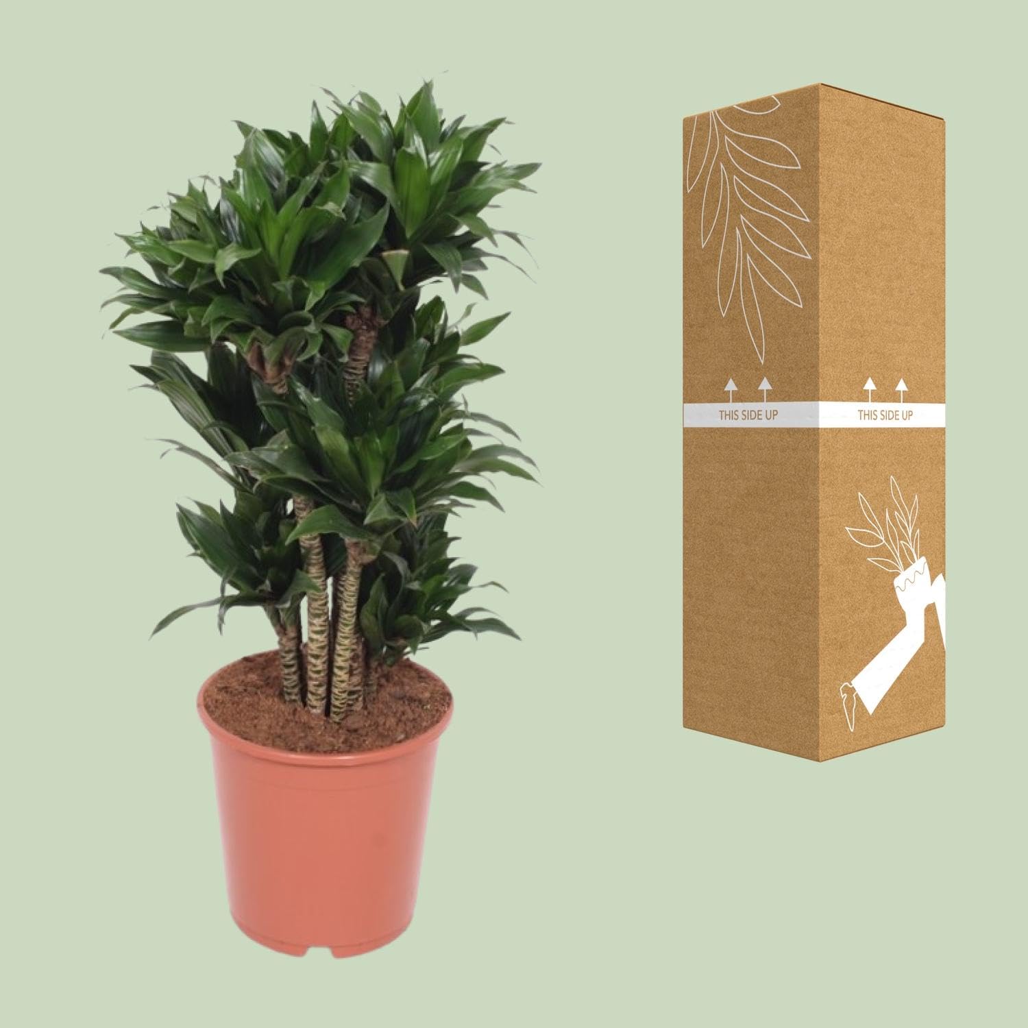 Planta Dracaena Compacta, Hojas Verdes, Decoración Interior, Ø24cm, 80cm
