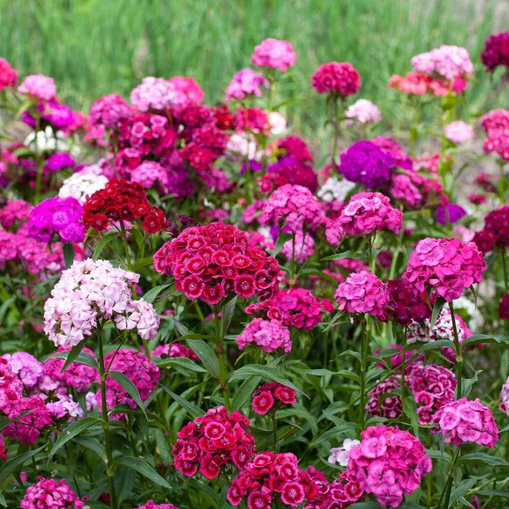 Outsidepride Sweet William Dianthus Seeds - 5000 Pcs. Perennial, Winter Hardy Wildflower Seeds w/Fragrant & Vibrant Blooms, Ideal for Pollinator Gardens, Cut Flowers & Colorful Landscaping