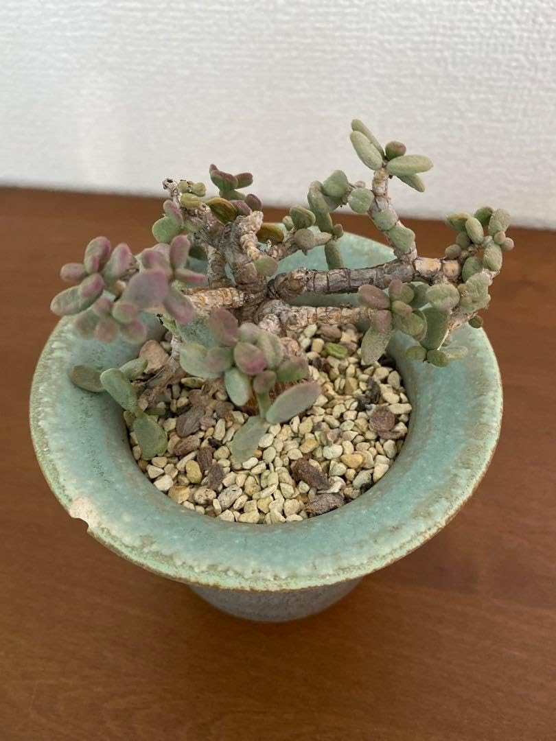 ケラリアピグマエア invisibleink 鶴仙園 鉢 【公式通販】