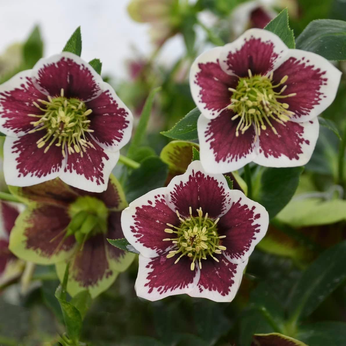 Raspberry Lenten Rose
