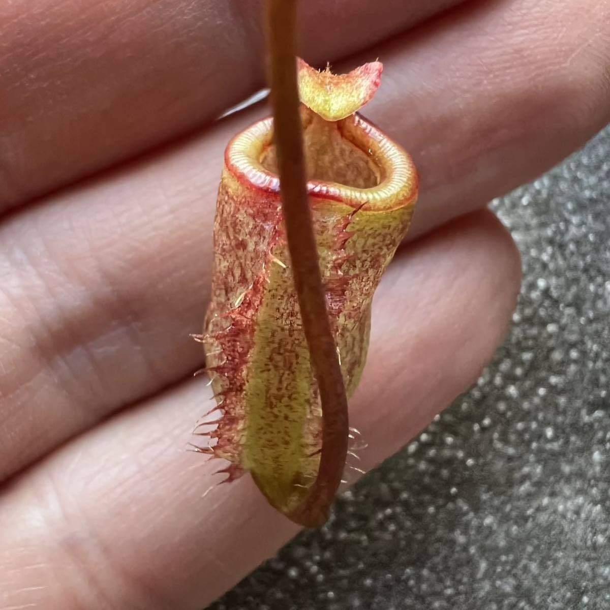 Amazon.co.jp: BE-3693 N. attenboroughii ウツボカズラ 食虫植物