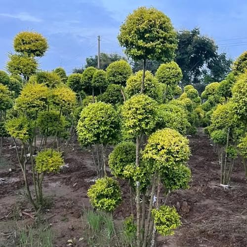 Semi di siepe di ligustro, esotiche Ligustro lucido, da giardino roccioso per luoghi soleggiati arbusti a crescita rapida da esterno resistenti 100pcs