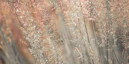 Posterazzi PDXAF20100924044GSMALL Obra de arte, Mediana, Multi