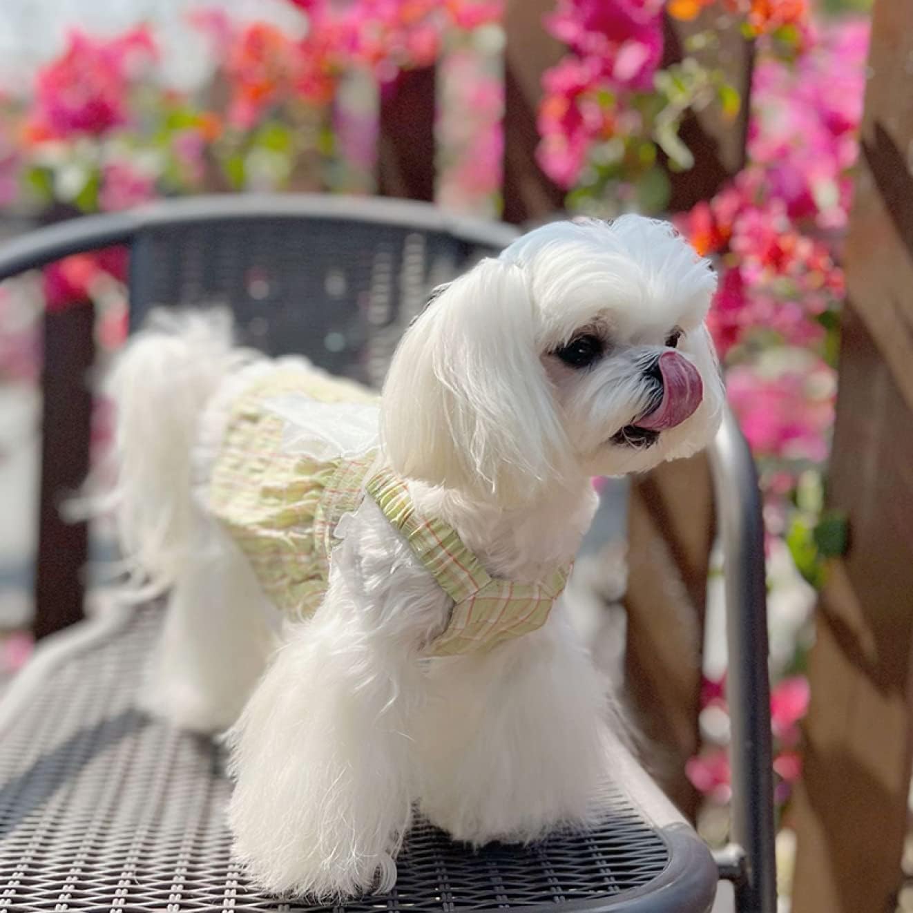 楽天市場】リュクスバーディ Luxe birdie ポンデザムールドレス【小型