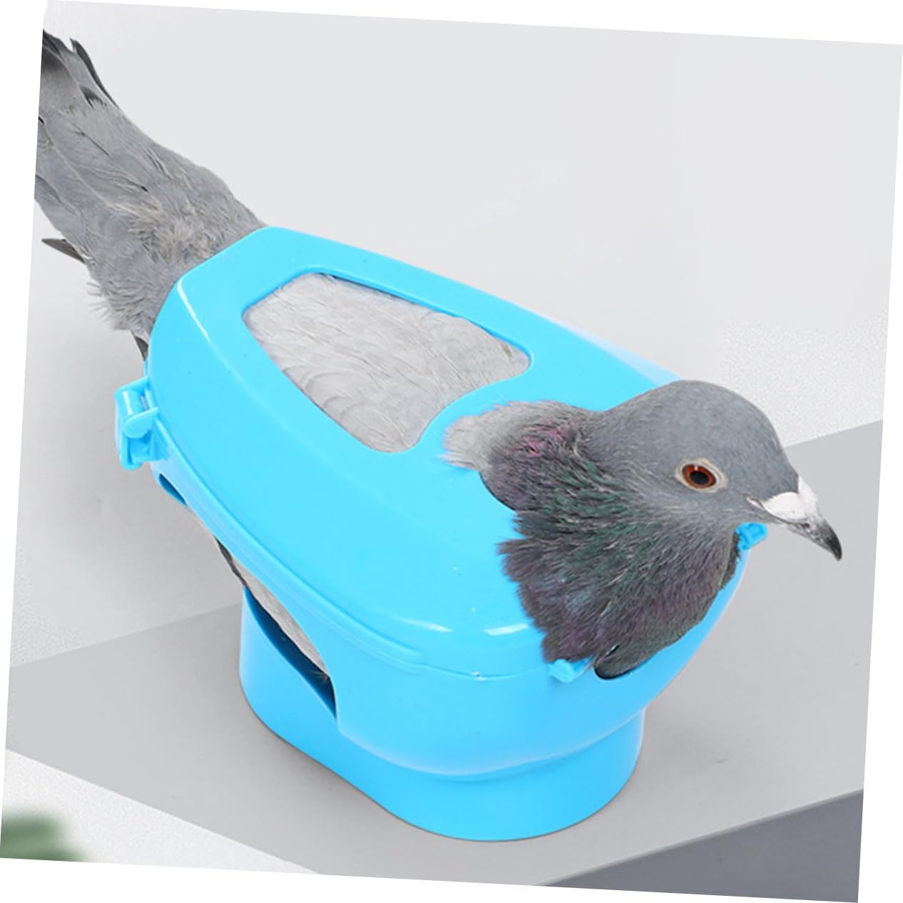 VICASKY 6pcs Pigeon Injection Holder Fixed Mount for Racing Pigeons Sturdy Plastic for Feeding and Medication Easy to Use Bird Supplies