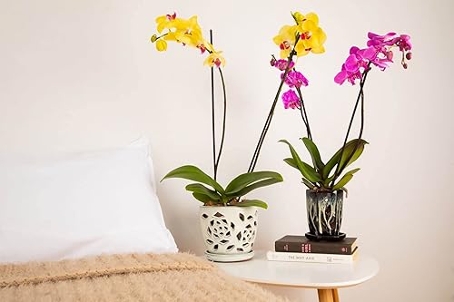 Miniatura 9 de rePotme Maceta de cerámica para orquídeas de 4 x 6 pulgadas (diamante blanco) - Maceta hexagonal para orquídeas con agujeros