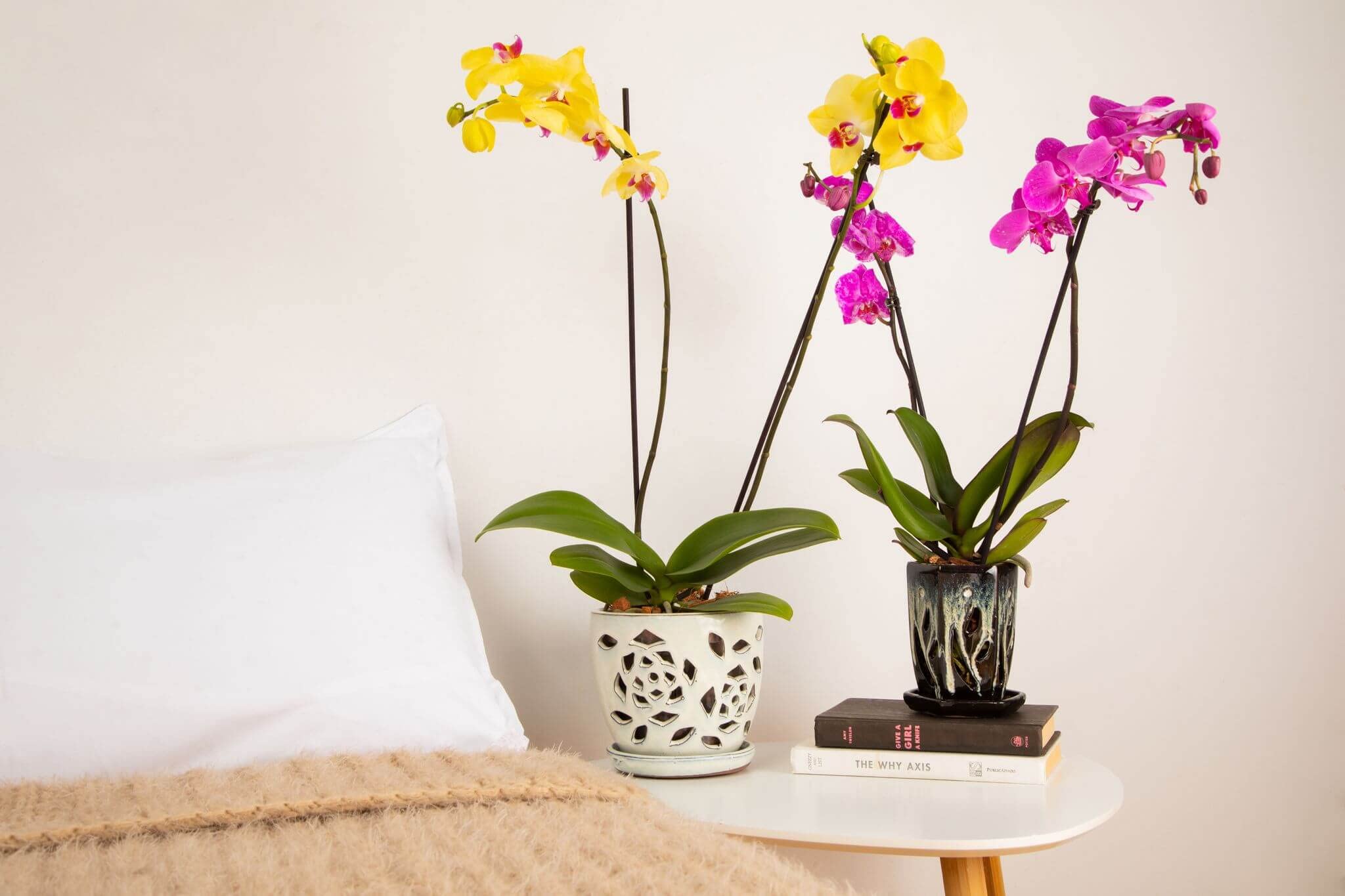 Repotme Maceta De Cerámica Para Orquídeas De 4 X 6 Pulgadas Esmeralda De Hoja Perenne Sobre Crema Maceta Hexagonal Para Orquideas Con Agujeros