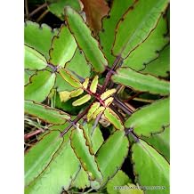 Bryophyllum Pinnatum 4" Plant Succulent kalanchoe pinnata by Exotic-Succulent-Collection