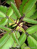 Bryophyllum Pinnatum 4" Plant Succulent kalanchoe pinnata by Exotic-Succulent-Collection