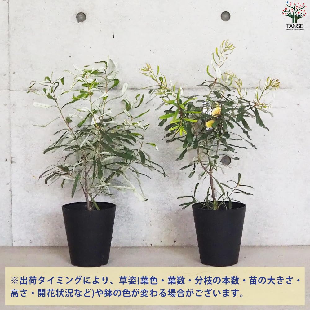 Amazon.co.jp: バンクシア オブロンギフォリア 5号鉢 2個セット 【品種 