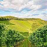 Smartbox - Caja Regalo - Visita a Bodegas Javier San Pedro Ortega con cata y Aperitivo quesero - Ideas Regalos Originales