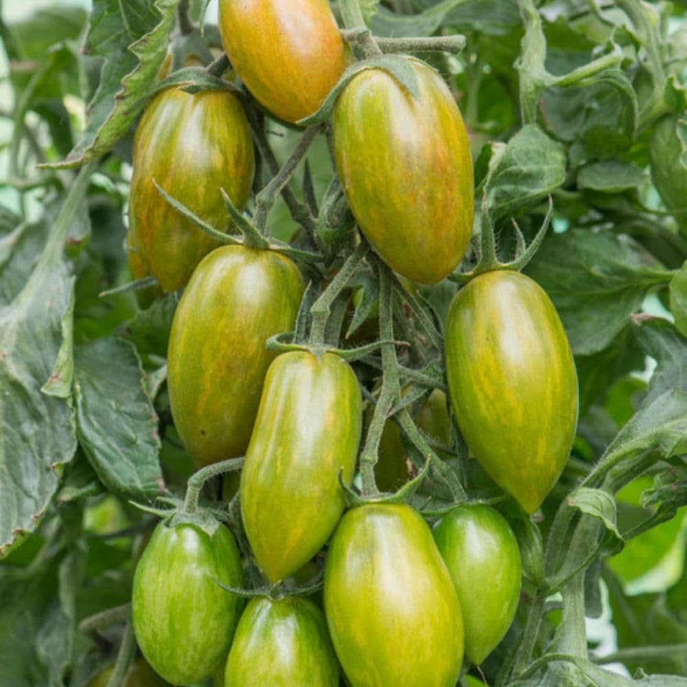 Tomato Lucky Tiger 1 x 9cm Potted Plant Heirloom Cherry - Indeterminate Cordon Tomato Plants, Green-Yellow with Red Stripes, Sweet & Tangy, Ideal for Salads by Thompson and Morgan