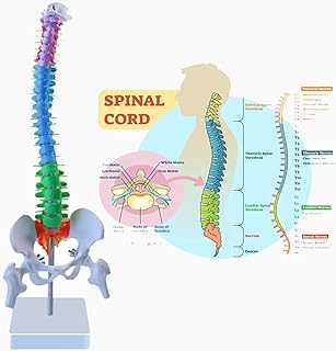 Aliwovo Spine Mini Cord Model Anatomy Medical Education Model 17.7" Color Vertebral Column Model with Spinal Nerves, Pelvis, Femur, Colorful Poster Multi-3