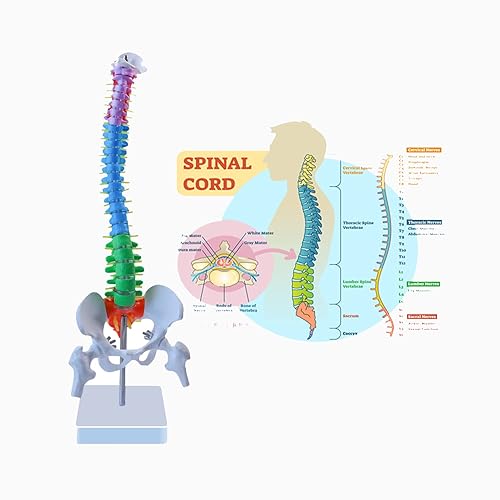 Aliwovo Spine Mini Cord Model Anatomy Medical Education Model 177 Color Vertebral Column Model with Spinal Nerves Pelvis Femur Colorful Poster