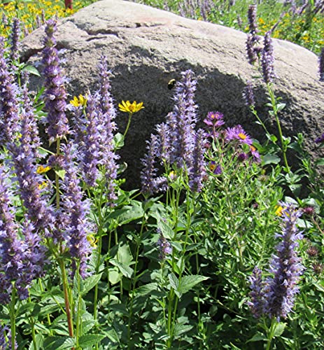 Hyssop (25+ Seed Pack) - COOL BEANS N SPROUTS Brand - Non-GMO - Home Gardening