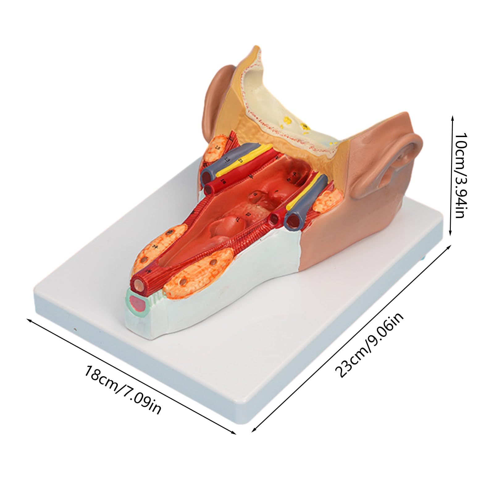 Anatomiczny model mięśni ściany gardła badania choroby wykład medyczny anatomia narządów człowieka model materiały dydaktyczne