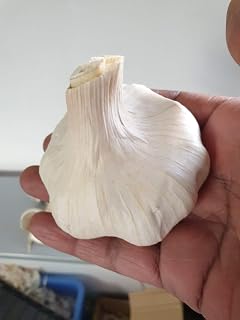 Fresh Organic Garlic corms Seeds Wight Garlic Seeds for Large Bulbs(Autumn) 20,30,50,70,100 (20)