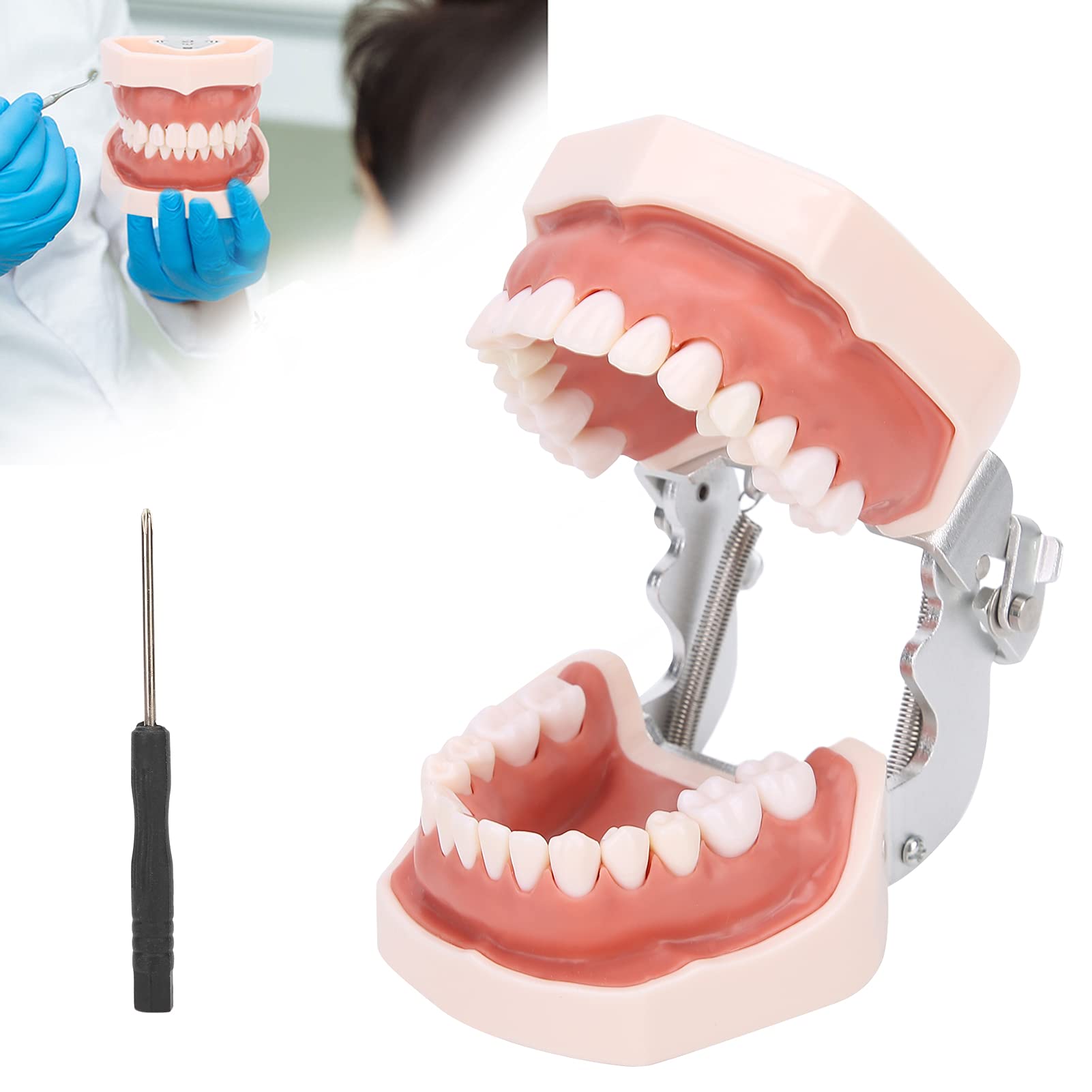 Modelo de dientes estándar de enseñanza con destornillador para práctica de tipodonto