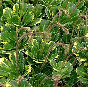 Dicksonia antarctica – Boomvaren