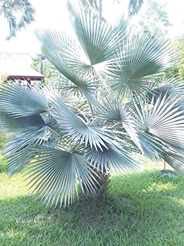 yϗtA^qzCopernicia RyjLAEV/rIϊ郄V(q)Ȃ̐AR (Hospita) [sAi]