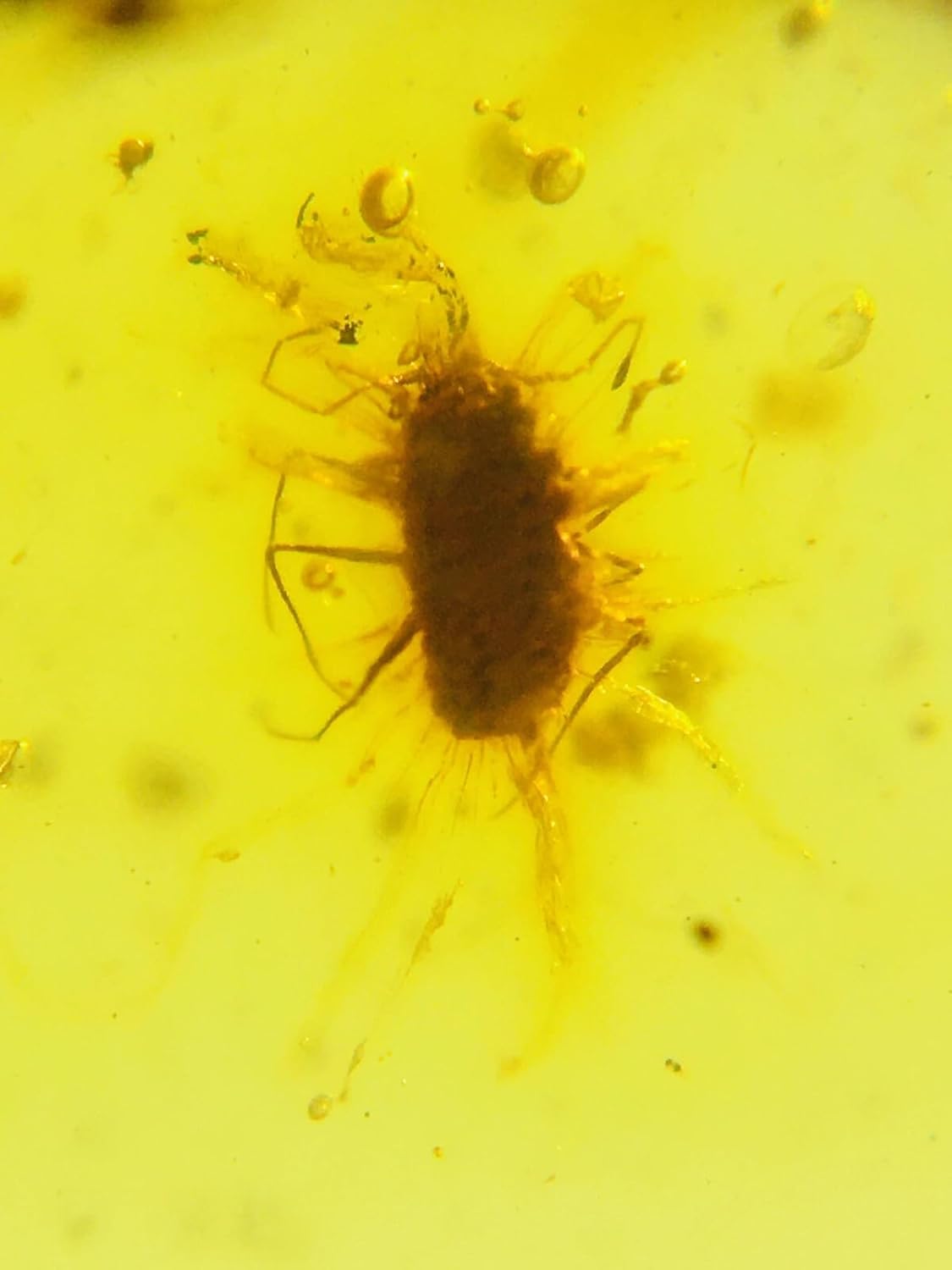 Burmese burmite Cretaceous Beautiful Cockroach Insect Fossil Amber Myanmar