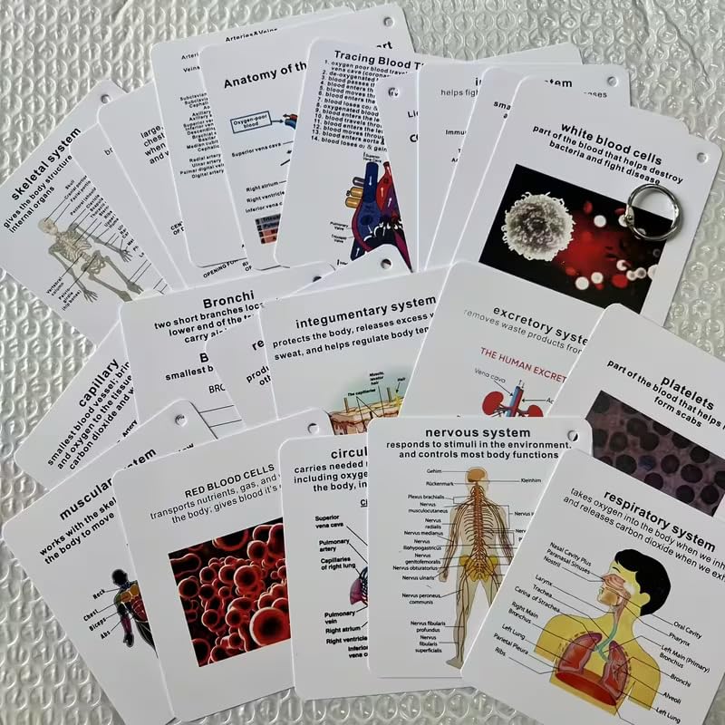 Human Body System Anatomy Flashcards