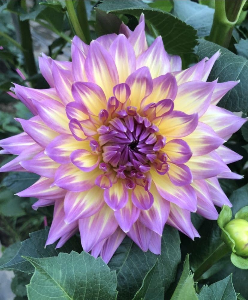 Image of SVG Imported Dahlia Flower Bulbs for Your Home and Gardening Pack of 2 Bulbs (lite green)